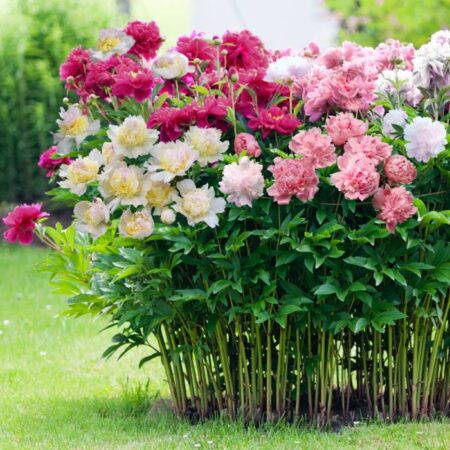 as-48-melhores-flores-para-se-ter-no-seu-jardim
