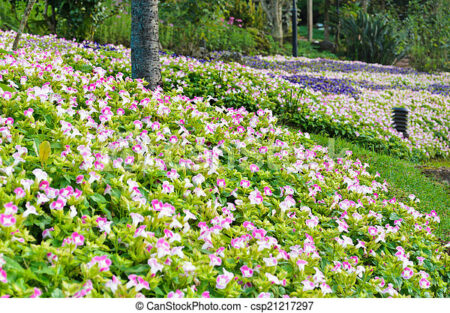 as-48-melhores-flores-para-se-ter-no-seu-jardim