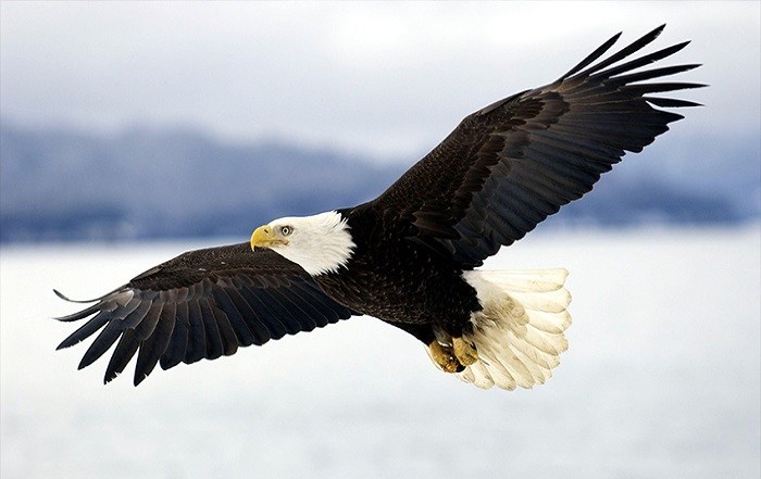 arquétipo aguia