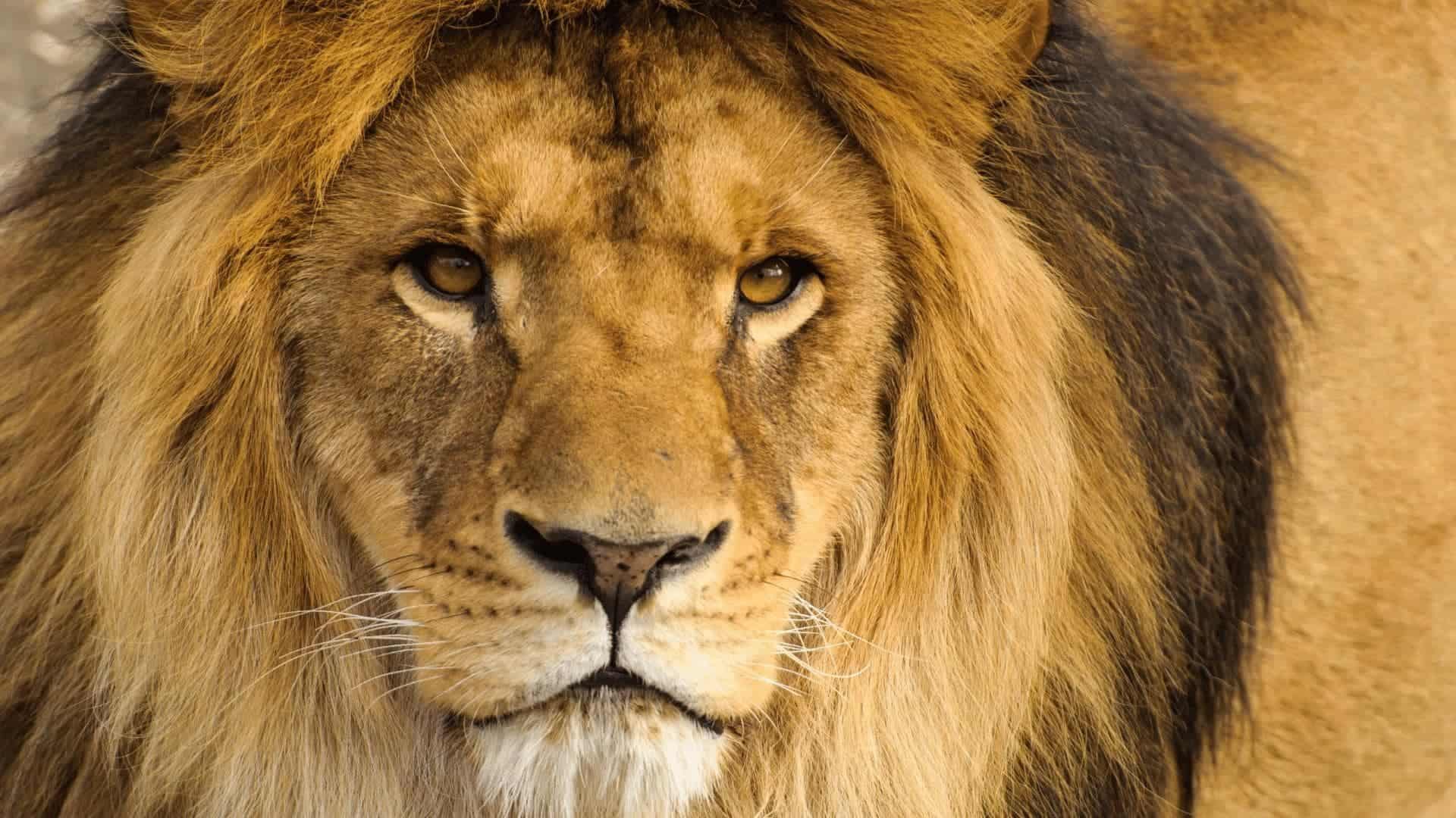 arquétipo do leão