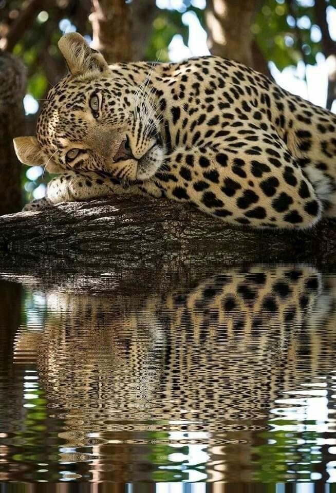 arquétipo leopardo