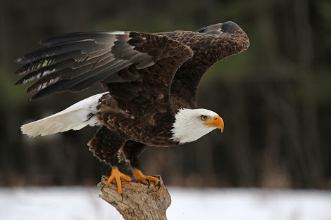 arquétipo aguia