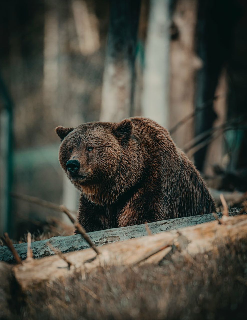 arquétipo urso