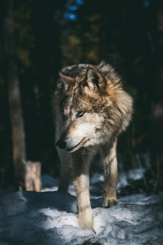 arquétipo do lobo