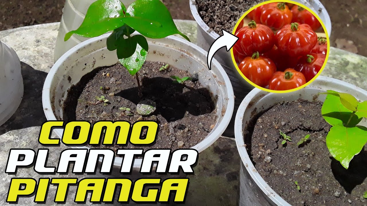 como-plantar-pitanga