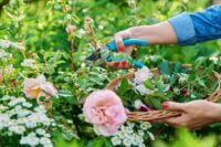 Como plantar Roseiras