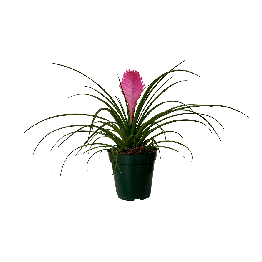 bromelia