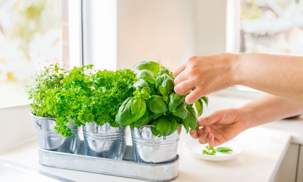 Horta Em Casa