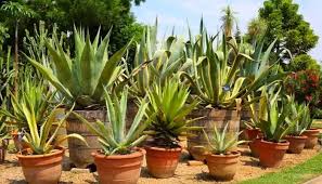 plantas-para-jardim