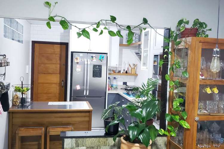 decoracao com planta jiboia