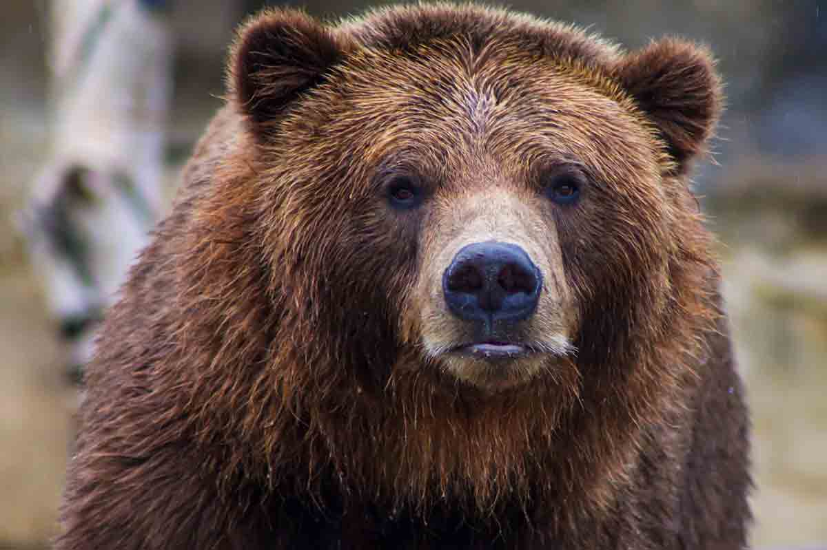 arquétipo urso