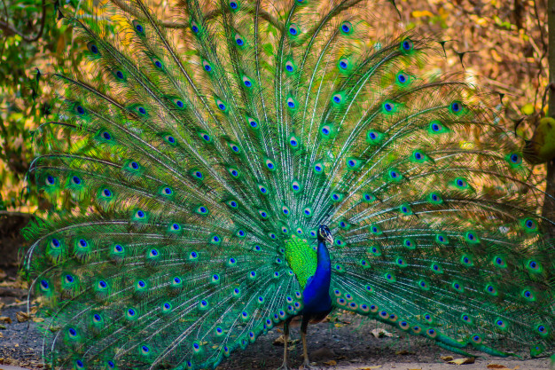 arquétipo pavão