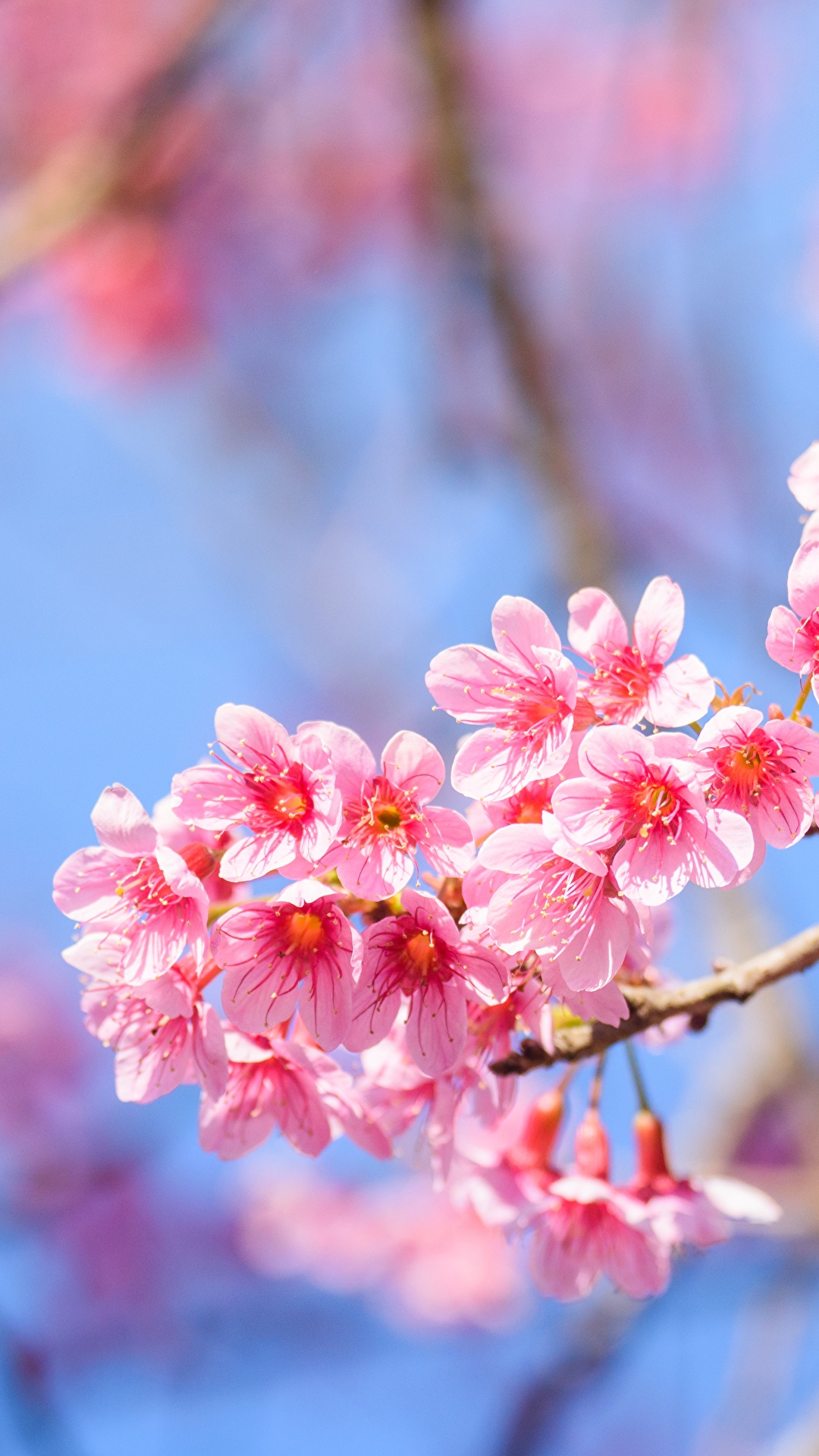 papel-de-parece-para-celular-sakura