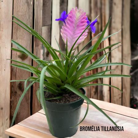 bromelia