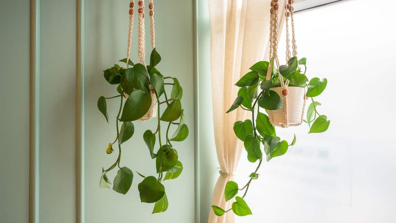 decoracao com planta jiboia