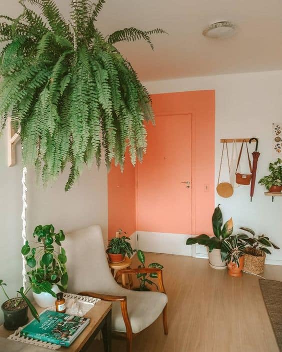 samambaia-na-decoracao