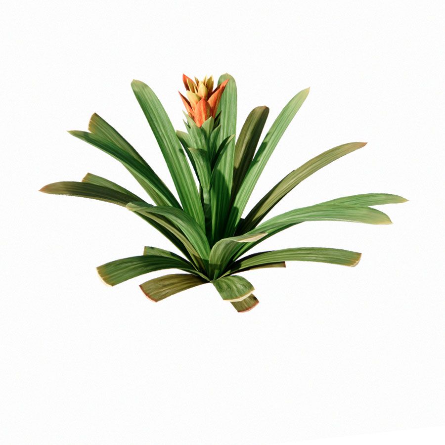 bromelia