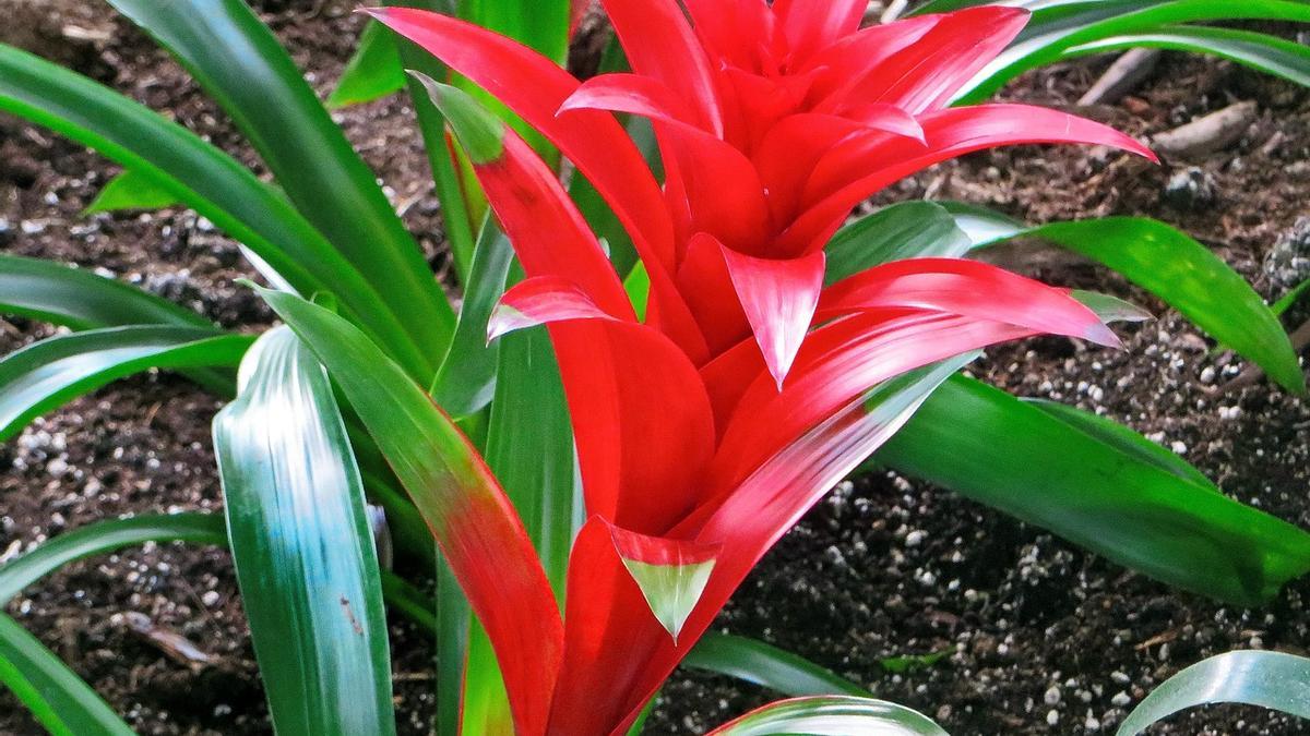 bromelia