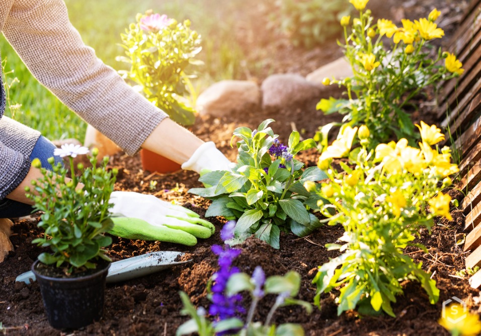 plantas-para-jardim