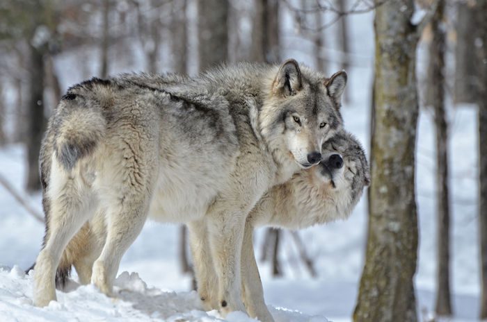 arquétipo do lobo