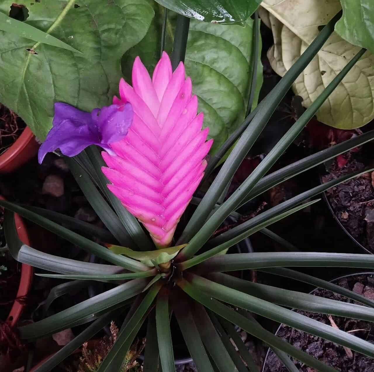 bromelia