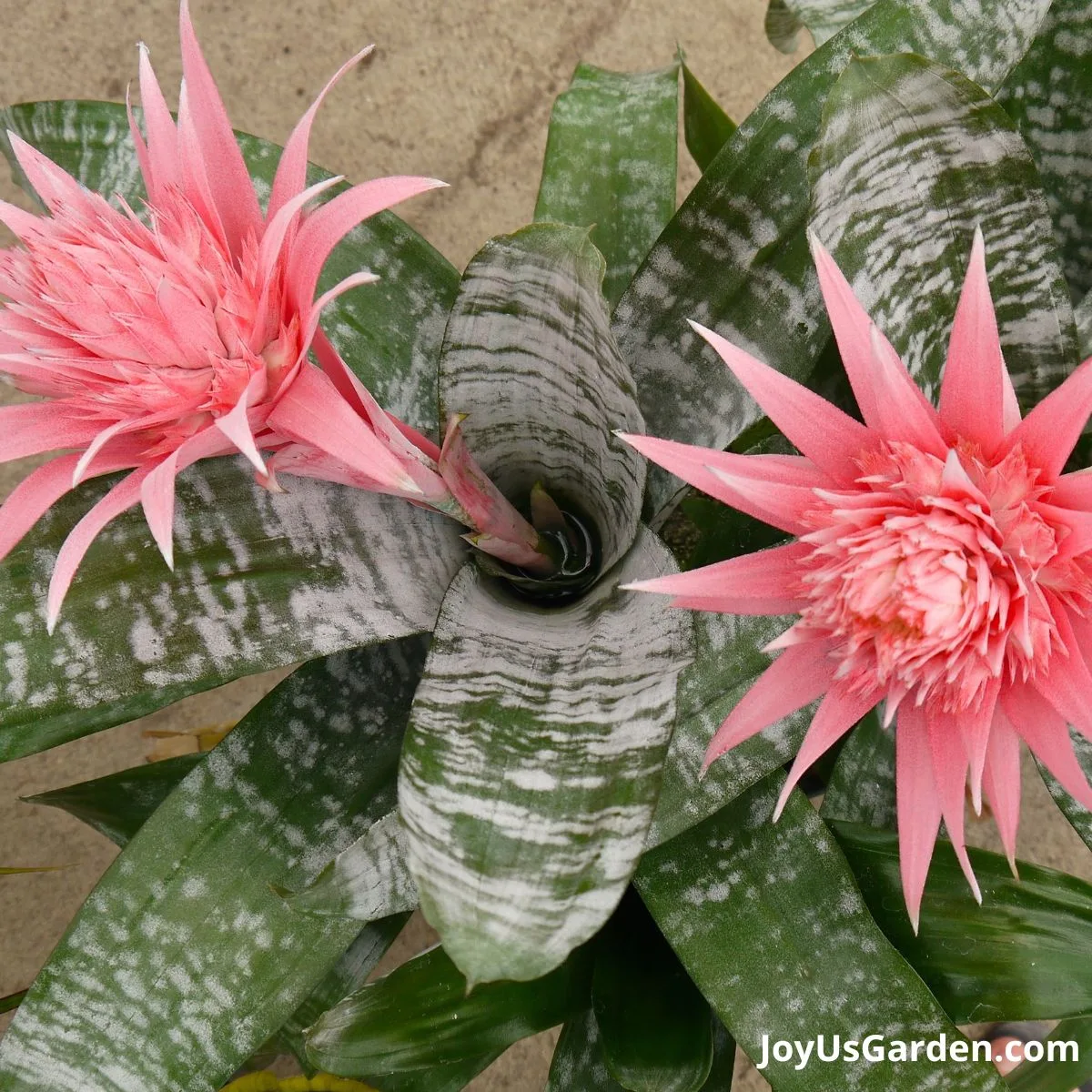 bromelia