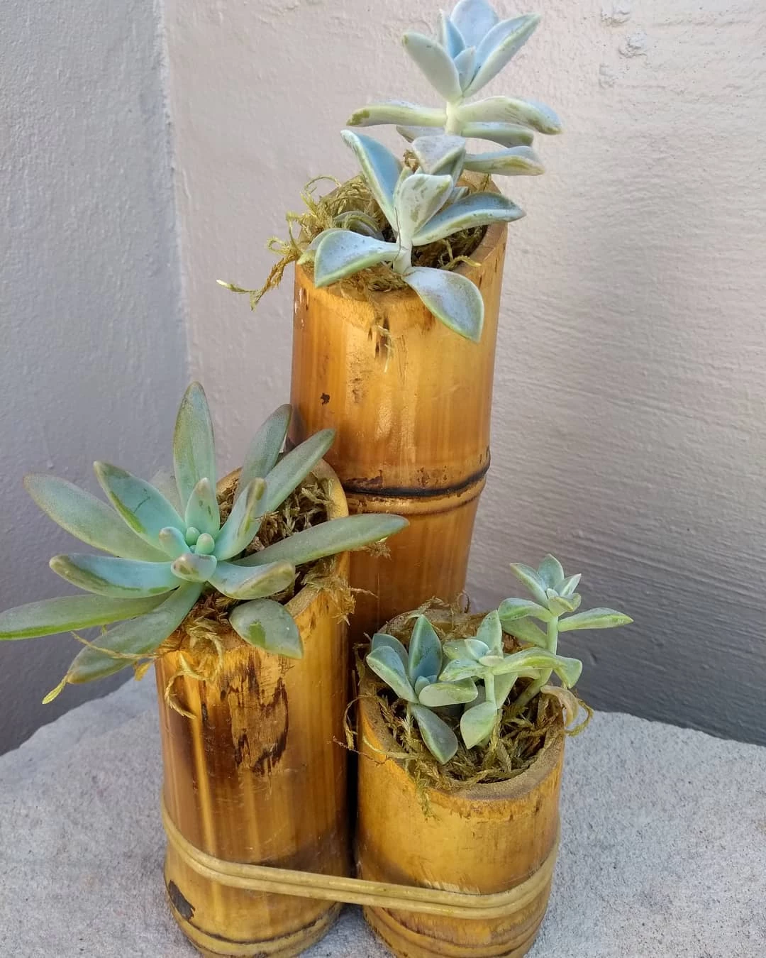 Modelos de Decoracao Com Bambu