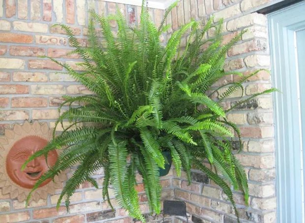 samambaia-na-decoracao