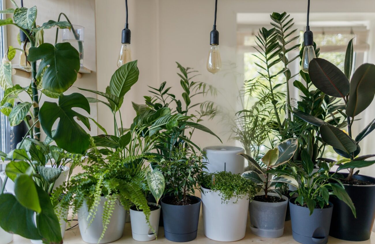 plantas-para-apartamento-2