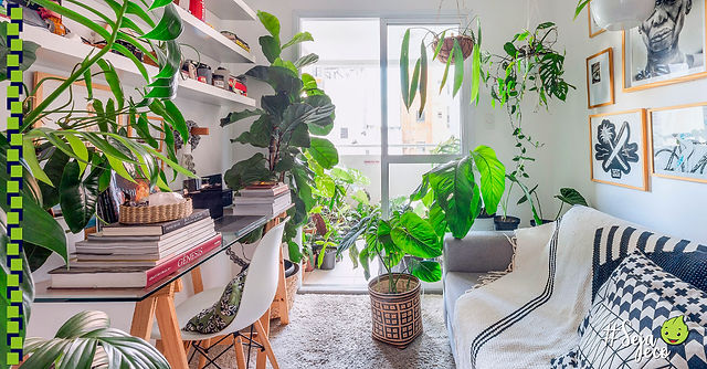 plantas-para-apartamento-2