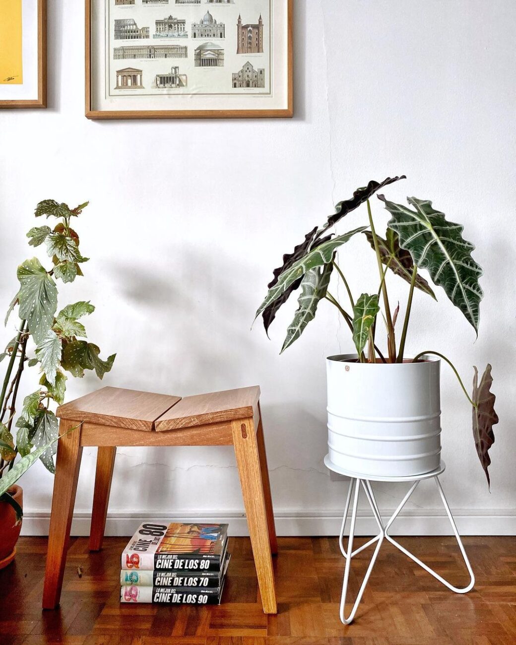 plantas-para-apartamento-2