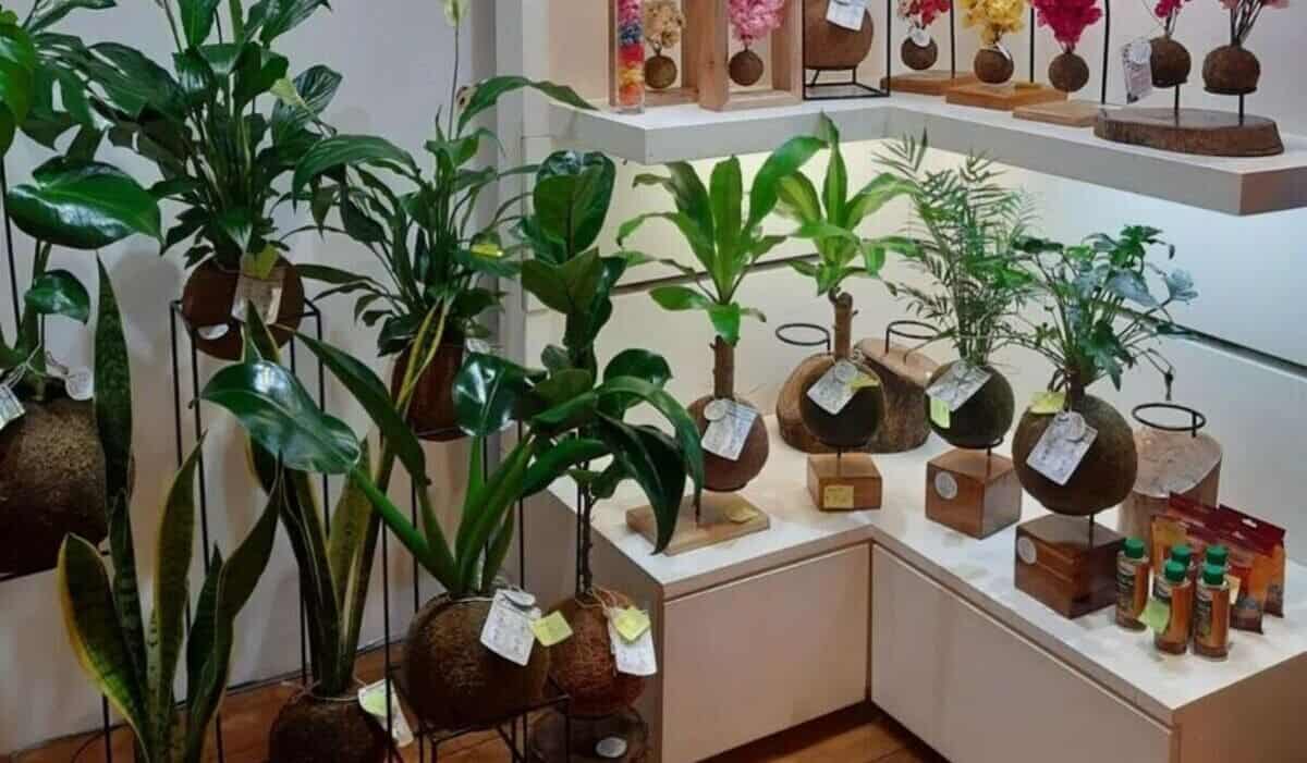 plantas-para-apartamento-2