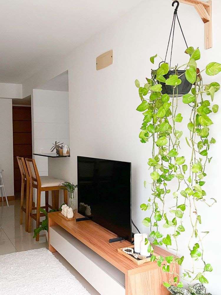 decoracao com planta jiboia