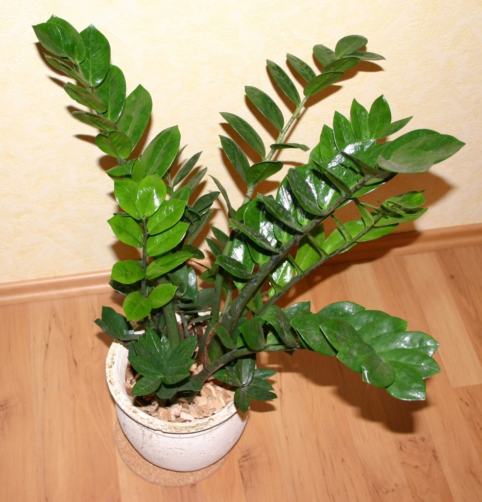 plantas-para-apartamento-2