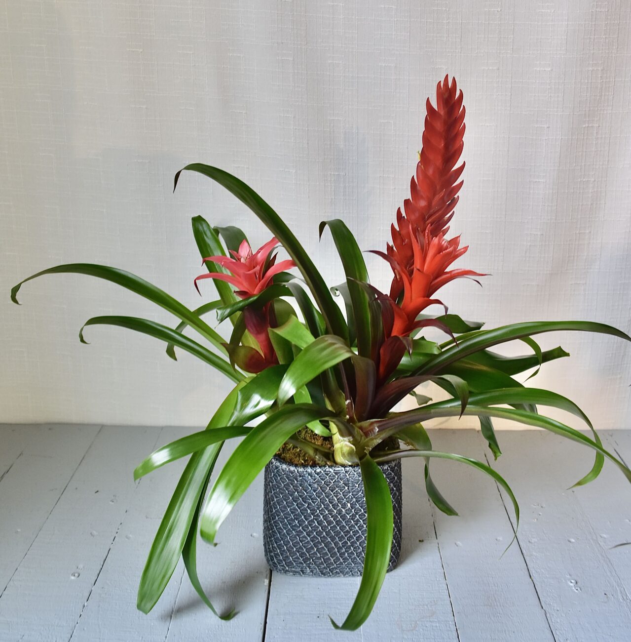 bromelia