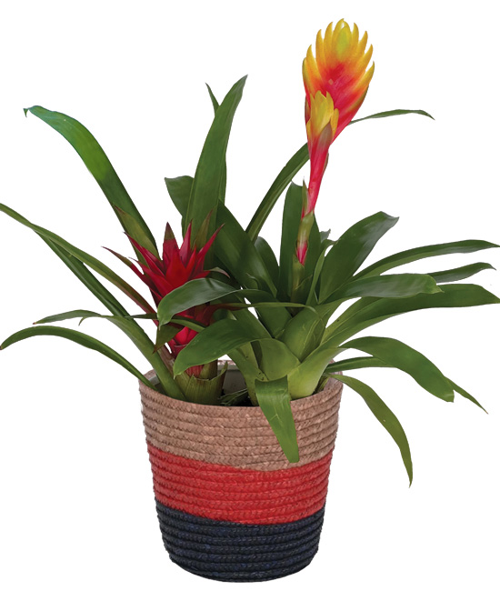 bromelia