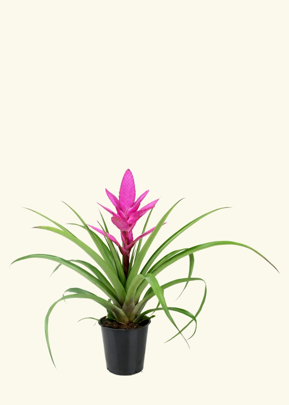 bromelia