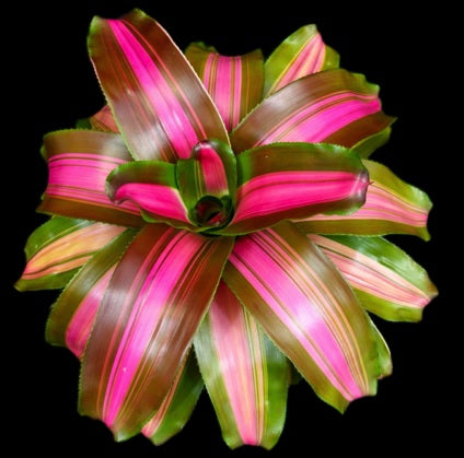 bromelia