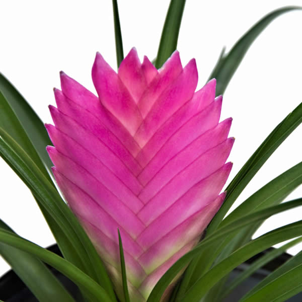 bromelia