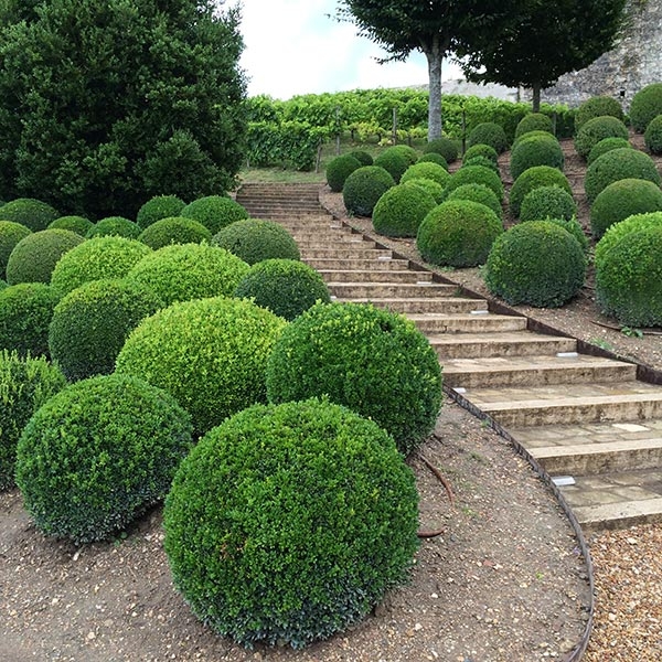 plantas-para-jardim