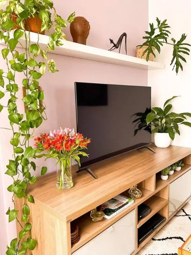 decoracao com planta jiboia