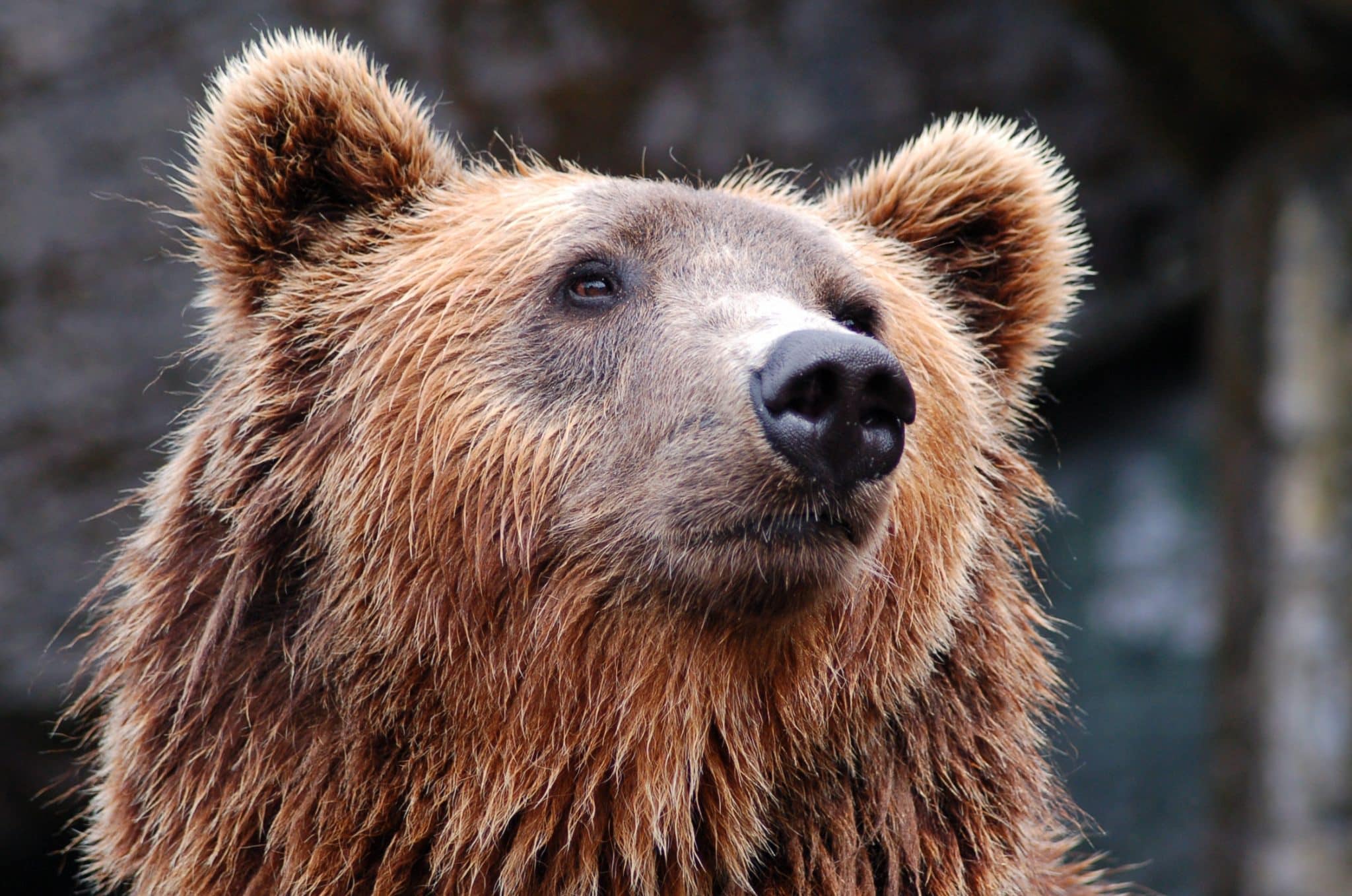 arquétipo urso