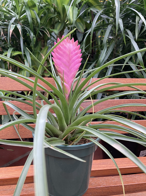 bromelia