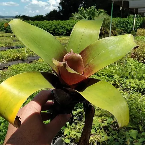 bromelia