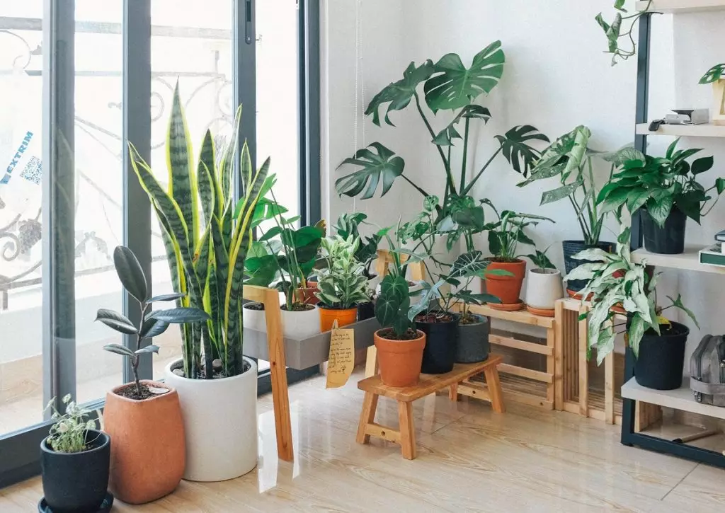 plantas-para-apartamento-2