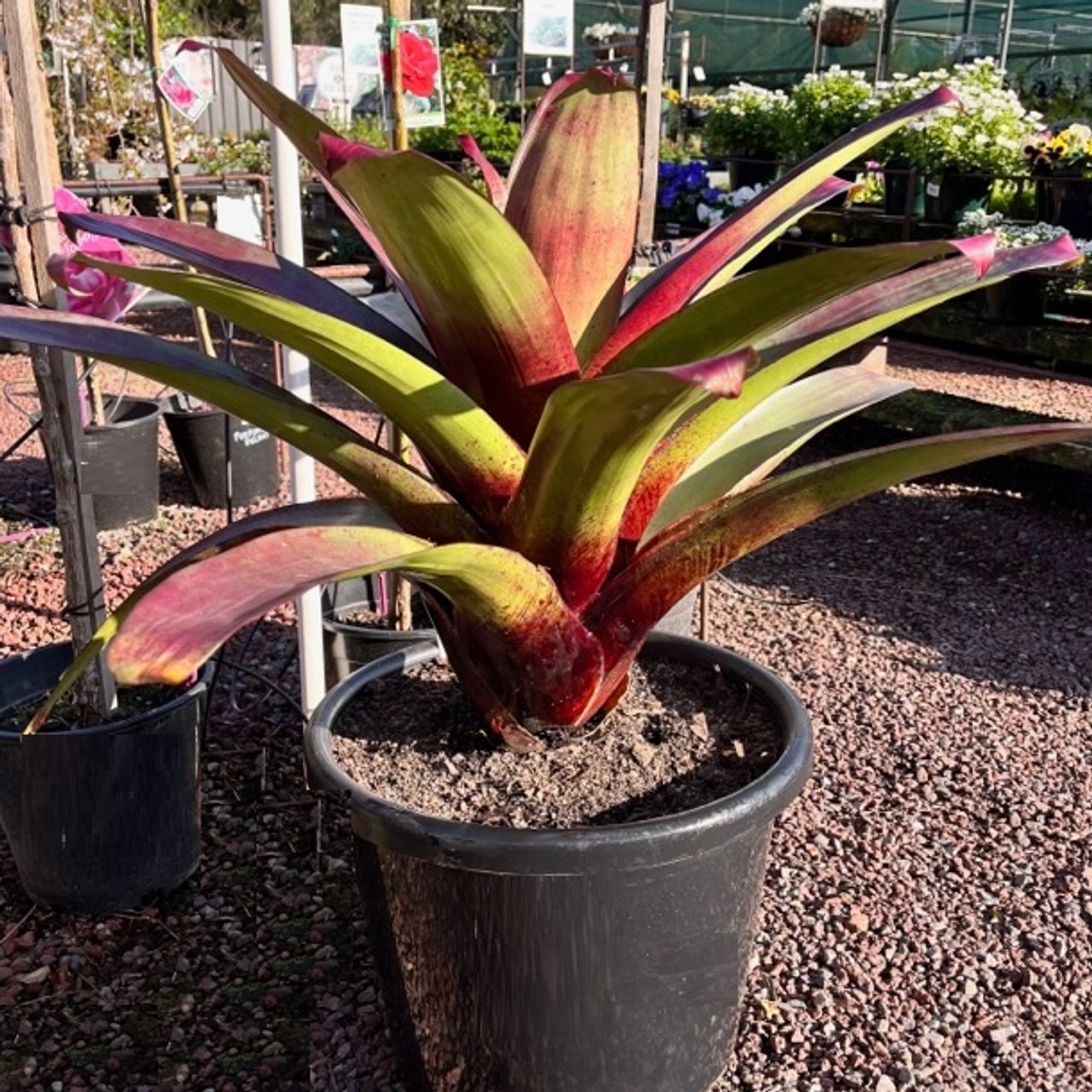 bromelia