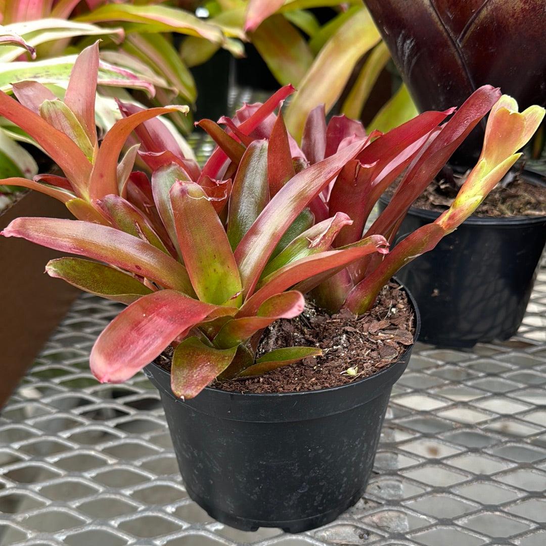 bromelia