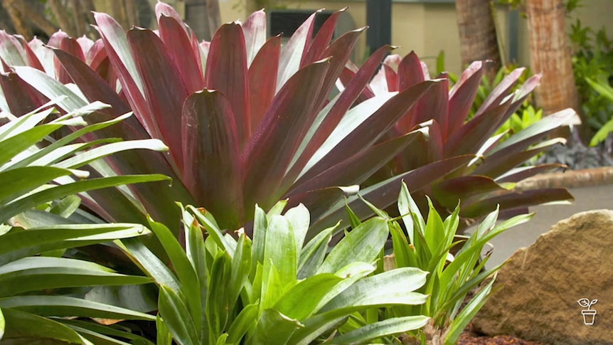 bromelia