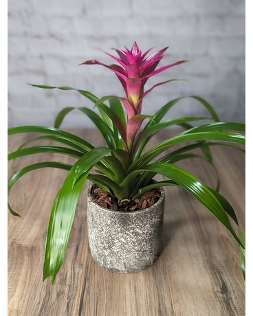 bromelia