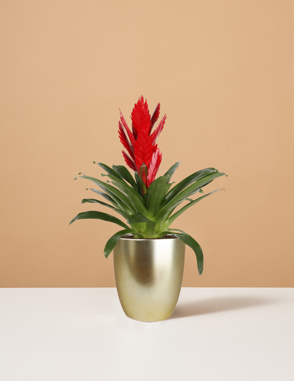 bromelia